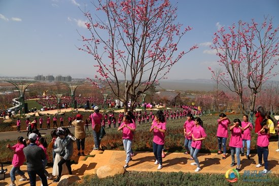 七彩古滇名城首届樱花节开幕 千人樱花舞跃动滇池_房产_腾讯网