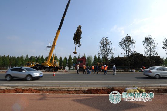 滇池国际会展中心周边道路绿化5月20日完工