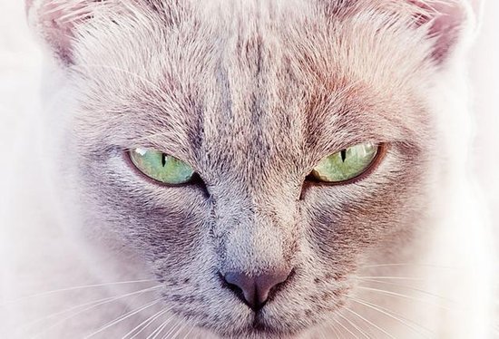 喵咪是什么意思啊 6915471.jpg