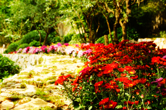 镜遇中产花香四季 寻觅主城最美时光
