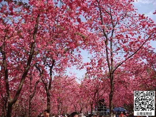 昆明圆通山入选国内十大热门赏樱景区 全国排