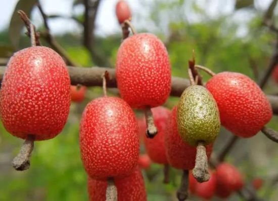 【一日一写】【试填词三三三】河渎神 瓜果蔬菜系列 (一三三)羊奶果