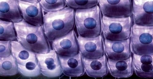 揭开皮肤皱纹和抗皱护肤品的秘密_首页-美容-