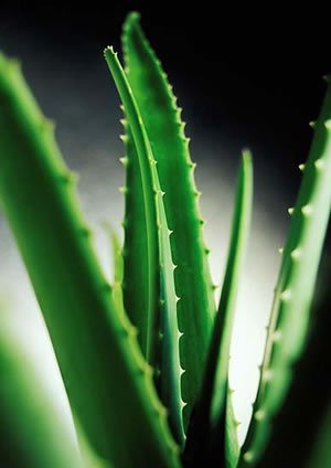 一觉醒来痘痘不见了的速效招