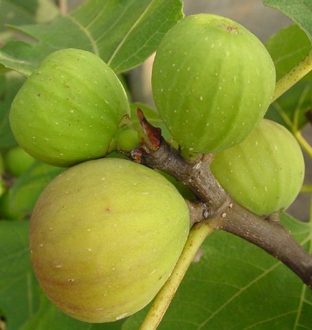 营养学家:6种养颜排毒食物