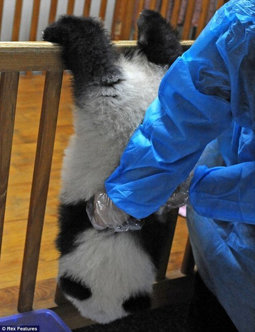 大熊猫幼仔越狱记