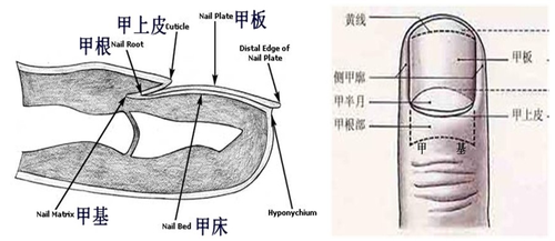 健康的指甲应该是半透明,有光泽,坚韧而不易折断的,能透出指甲下面甲