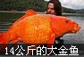 14 kg de peixos de colors grans