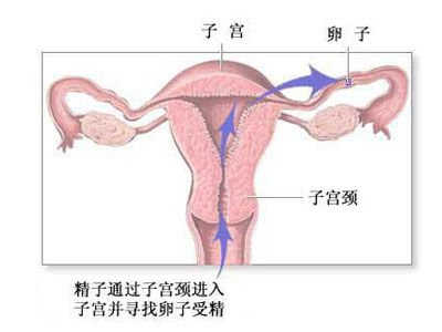 <em>组图</em>:全面目击<em>女人</em>避孕过程_<em>女性</em>_腾讯网