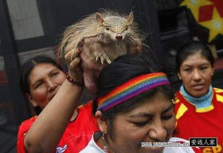 秘鲁农妇办山寨世界杯 真彪悍!