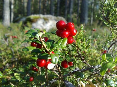 越橘(lingonberry)