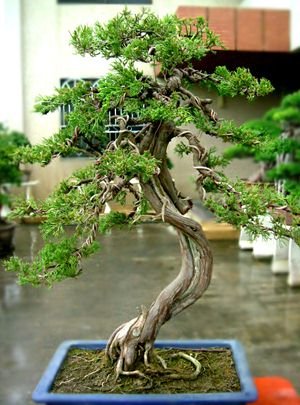 警惕!家中摆13种植物会致命