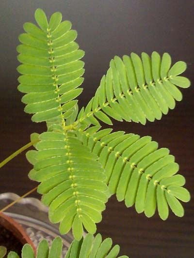 警惕!家中摆13种植物会致命