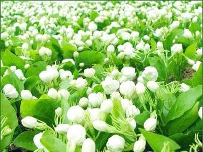 警惕!家中摆13种植物会致命