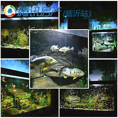 【图】探秘临沂海洋世界主题公园_频道-临沂