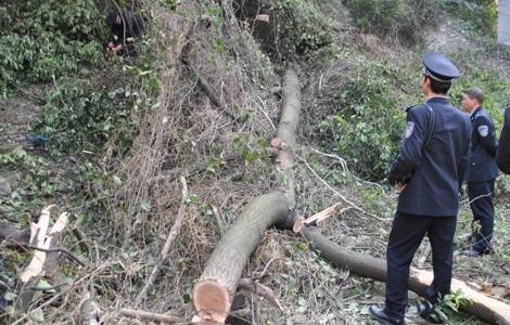 糊涂 想扩建就擅自砍树