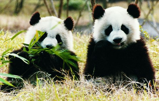我要养熊猫 柳州那些可以饲养大号宠物的住宅