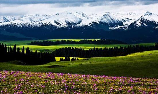 新疆伊犁必去的十大景点 浪漫熏衣草基地