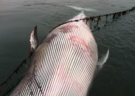 大连海域现5米长鲸鱼尸体 或死于意外撞击