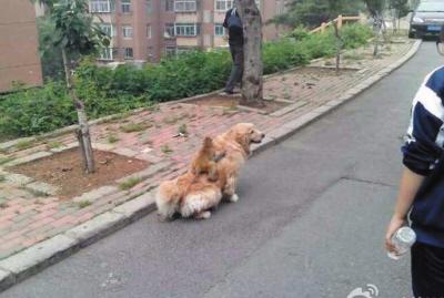 猴骑狗路边散步引围观 搞笑组合令路人捧腹(图)_大辽网_腾讯网