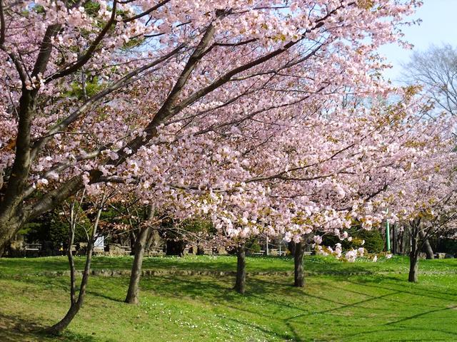 札幌最著名的赏花圣地:元山公园_大辽网_腾讯网