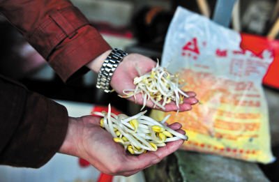 市场豆芽现两派:2元批发1元零售令买家蒙圈_大辽网_腾讯网