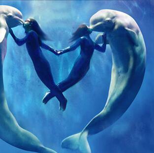抚顺海洋馆唯美白鲸表演 静谧深海发现爱