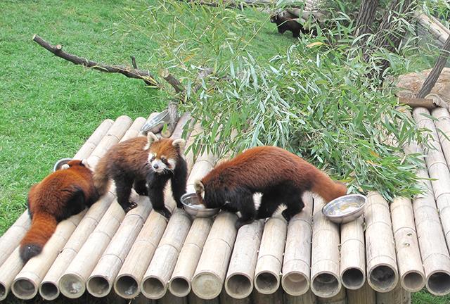 大连森林动物园小熊猫馆开馆纳客