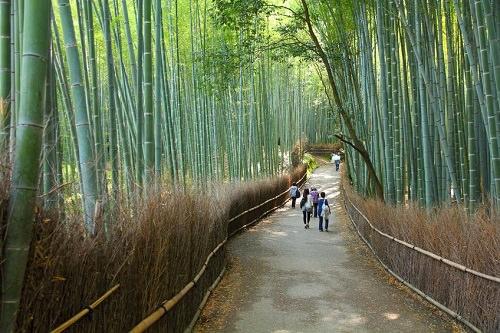 野竹林隧道,日本京都.