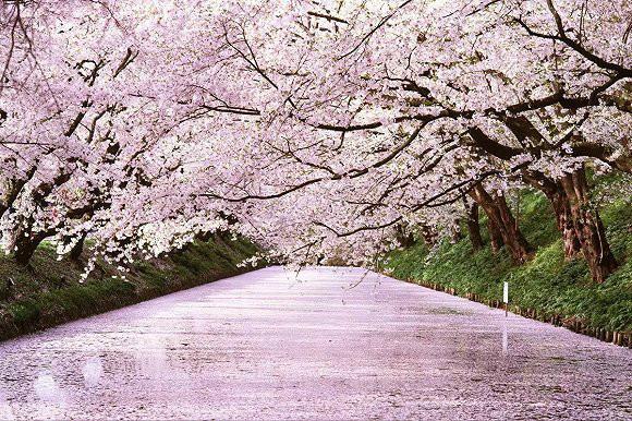 日本青森:一条20公里长的樱花大道