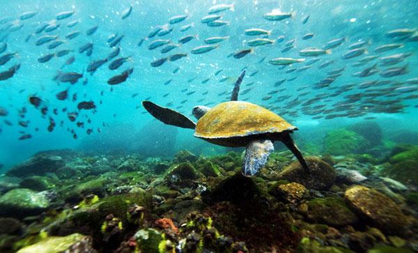 全球最美的十大国家公园 沙丘野兽风景各异_大辽网_腾讯网