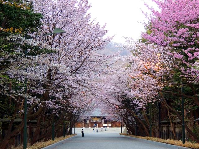 樱花国度樱花盛开的季节 札幌的赏花圣地