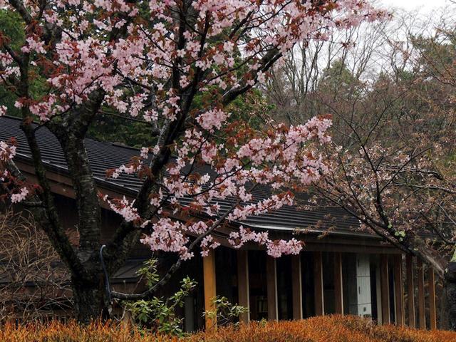在北海道居民的旅行景点 函馆 欣赏绝美的樱花
