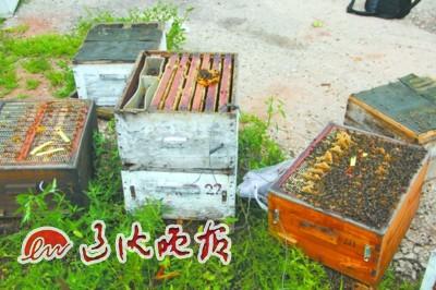 养蜂人毒死同行50余箱蜜蜂