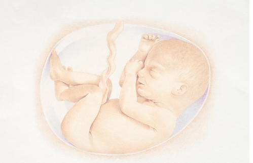 孕妇海参进补的建议和方法