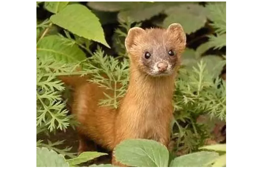[大辽哥说]东北十大神兽!据说你家就藏着一只!_大辽网_腾讯网
