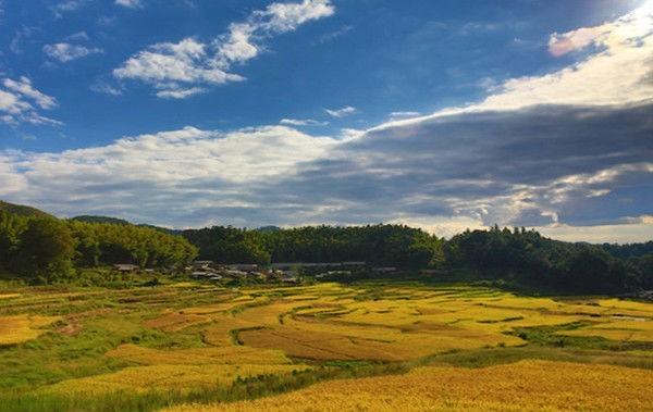 (婺源严田: ---- 9月至10月上旬稻穗成熟的风景)