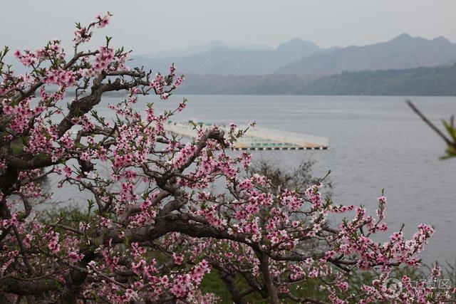 宽甸河口桃花正开时