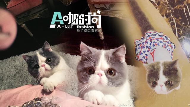 范冰冰晒闺房照 风头竟输给一只天价猫