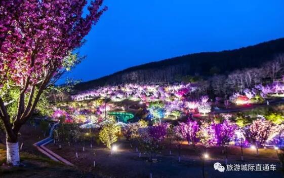 又到一年樱花季 多班次直通车直抵203樱花园