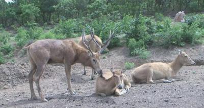 珍稀动物四不像落户瓦房店