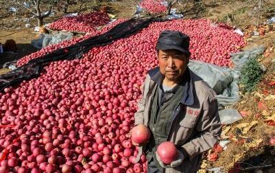 辽宁丹东80万斤寒富苹果滞销