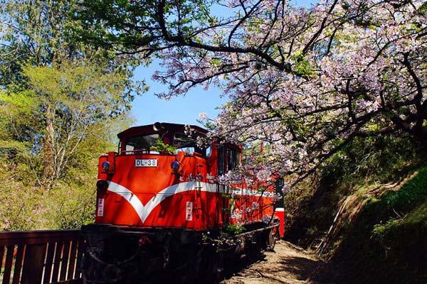 台湾浪漫观光小火车之旅 爱上沿途的风景_大辽网_腾讯网