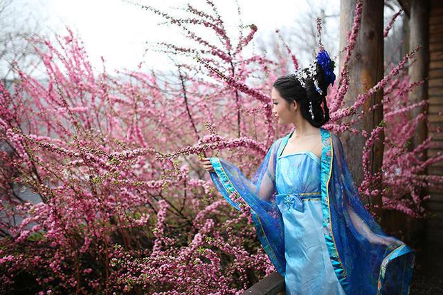 樱花节本周开幕 不用去日本也能赏夜樱