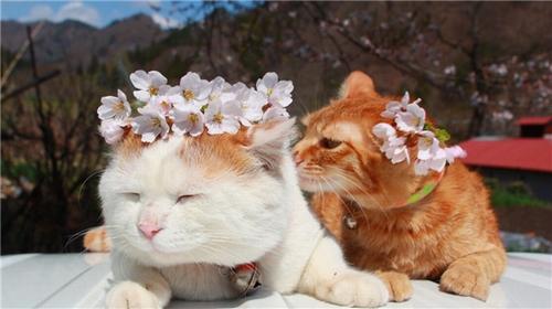 各国你不知道的冷知识