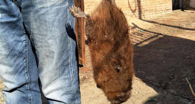 家里发现一只大老鼠，还会有小老鼠吗