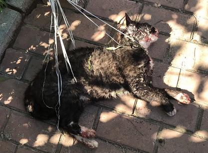 铁岭女子拿棍子将猫咪活活打死 只因猫咪闻了她的鸡