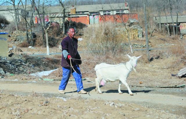大连男子训练四代导盲羊 带主人散步十多年