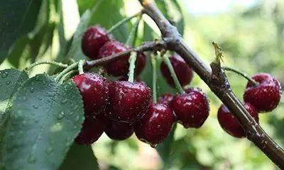 吃货最爱的辽宁美食台历