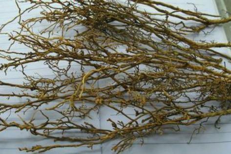 柑桔黄化是怎么回事 快用盈辉杀线剂防治